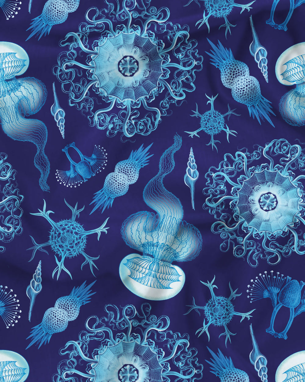 Haeckel Pattern Detail - Woodstock Laundry